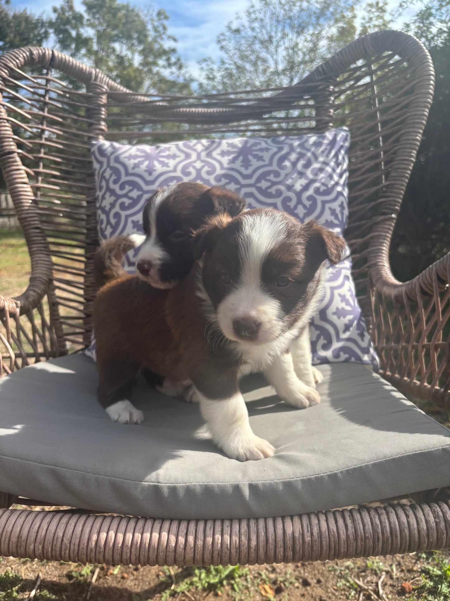 Border Collie Classes