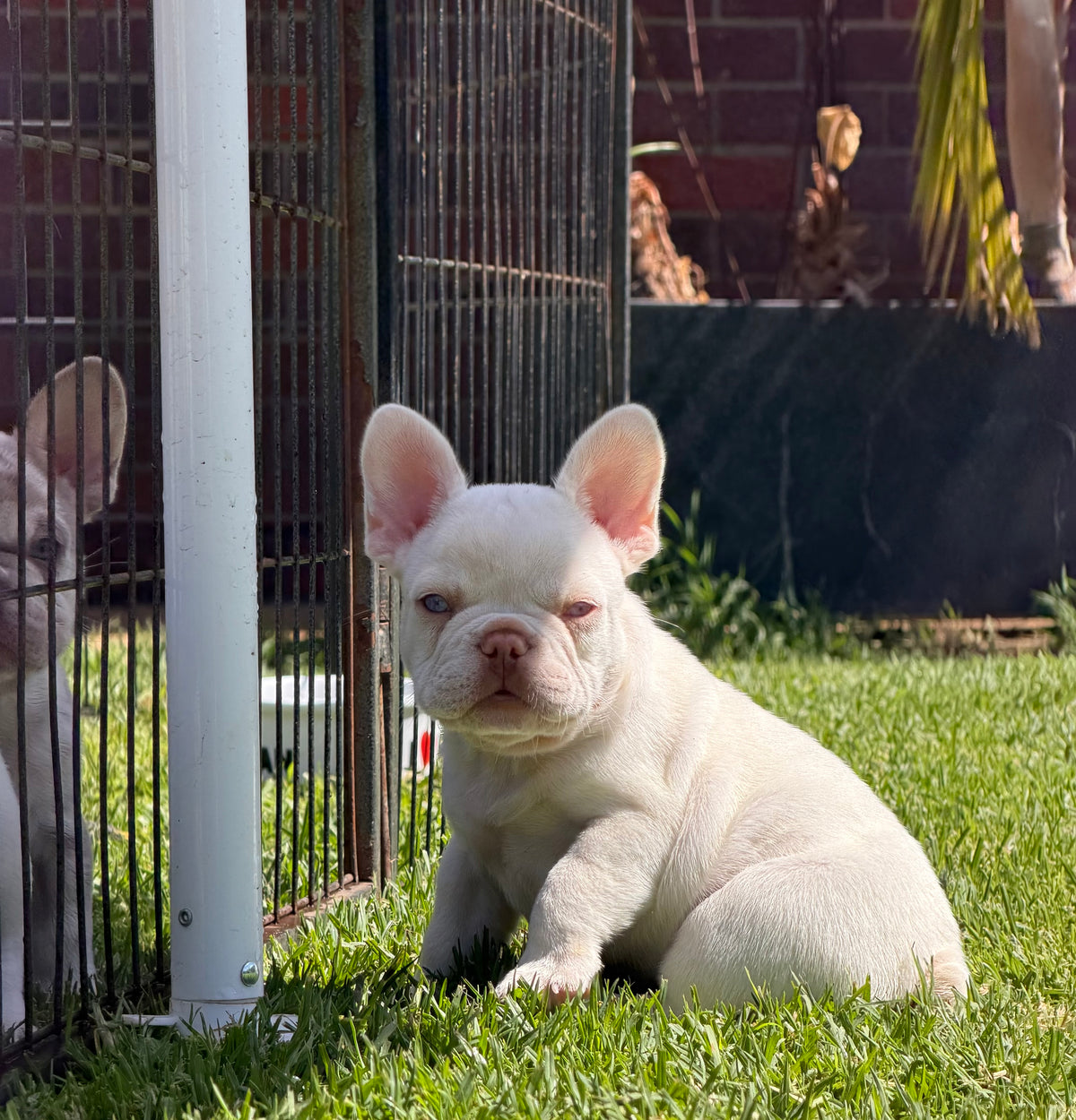 Frenchie Classes