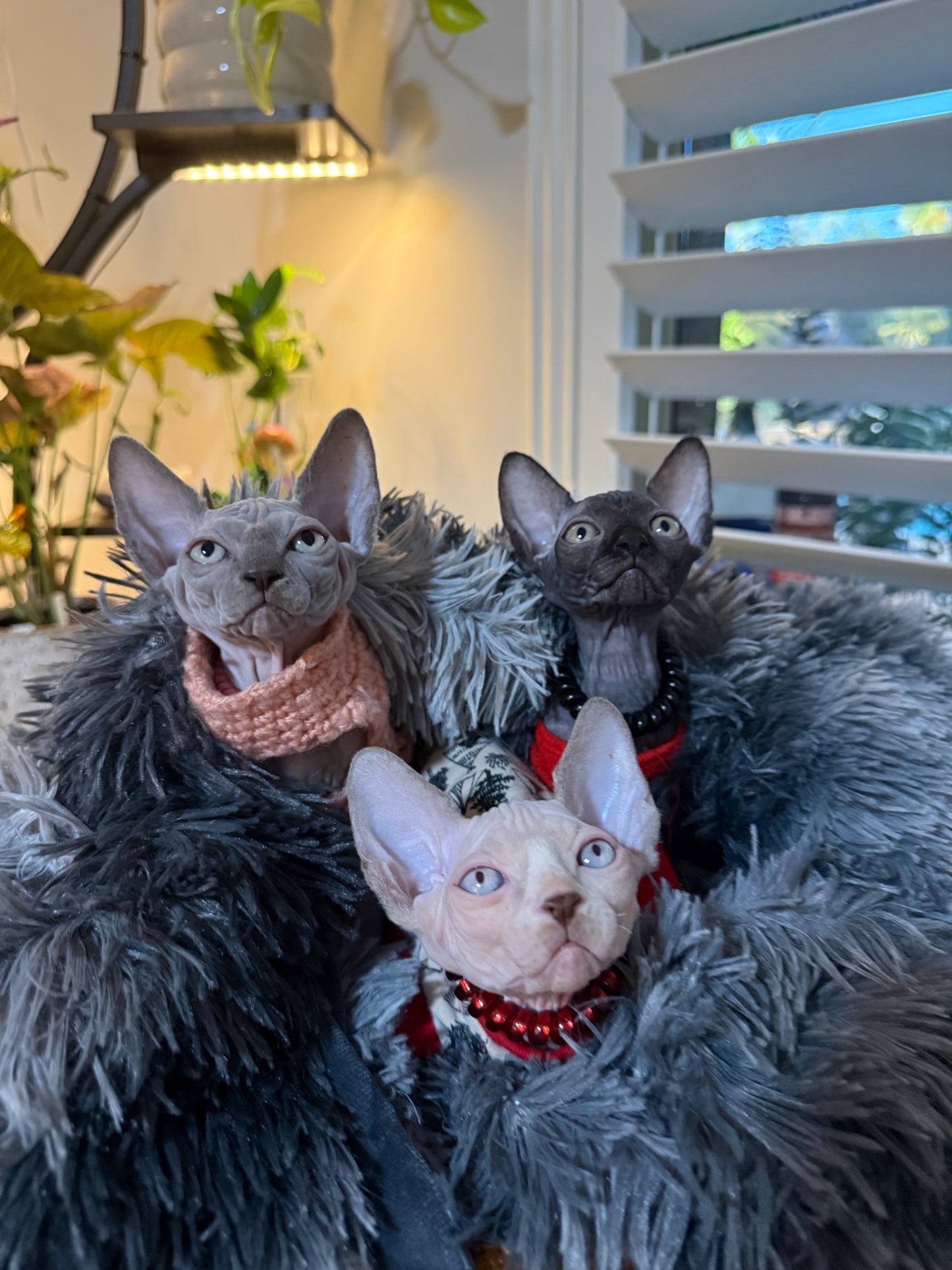 Sphynx Kitten Classes