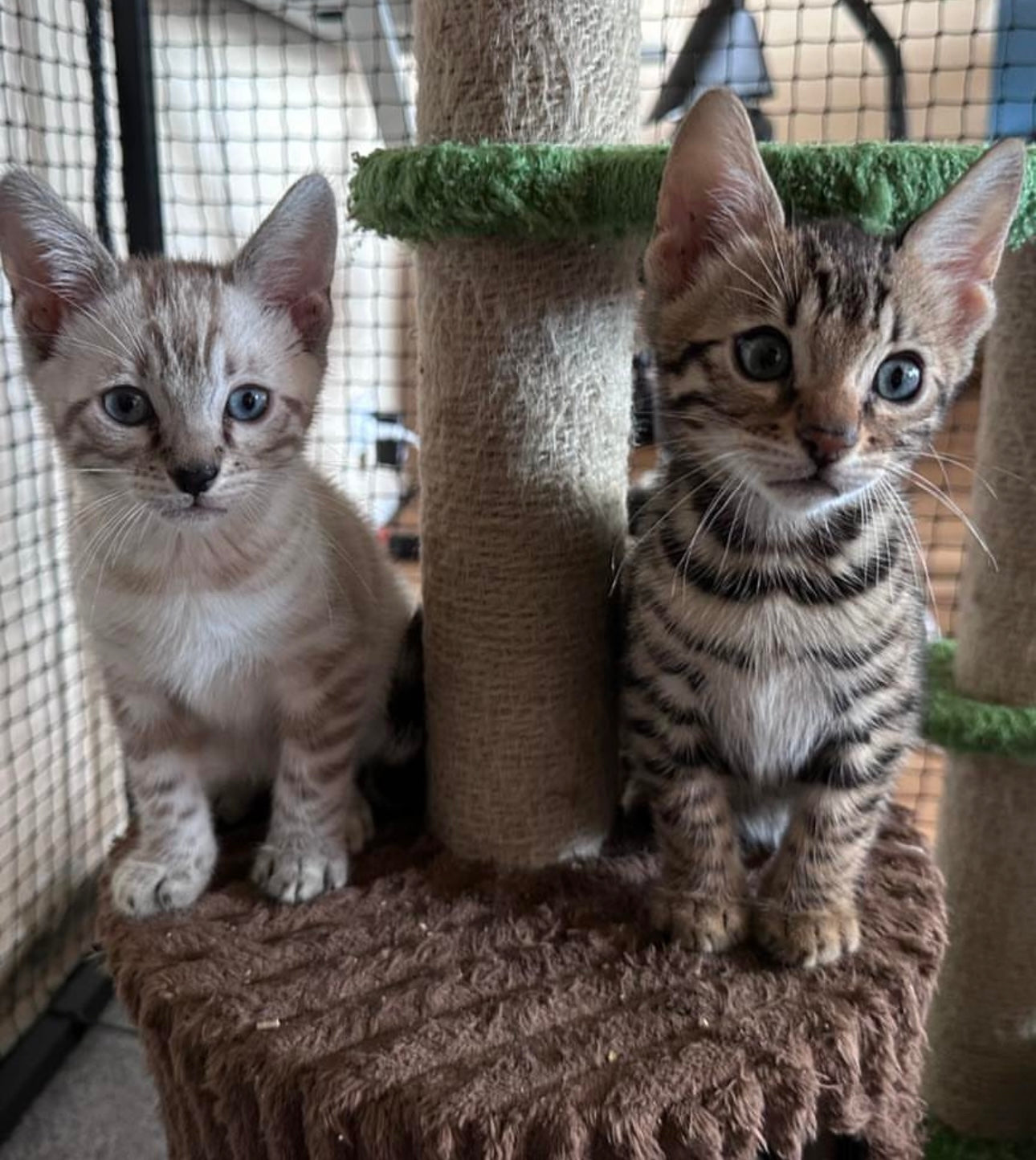 Bengal Kitten Classes