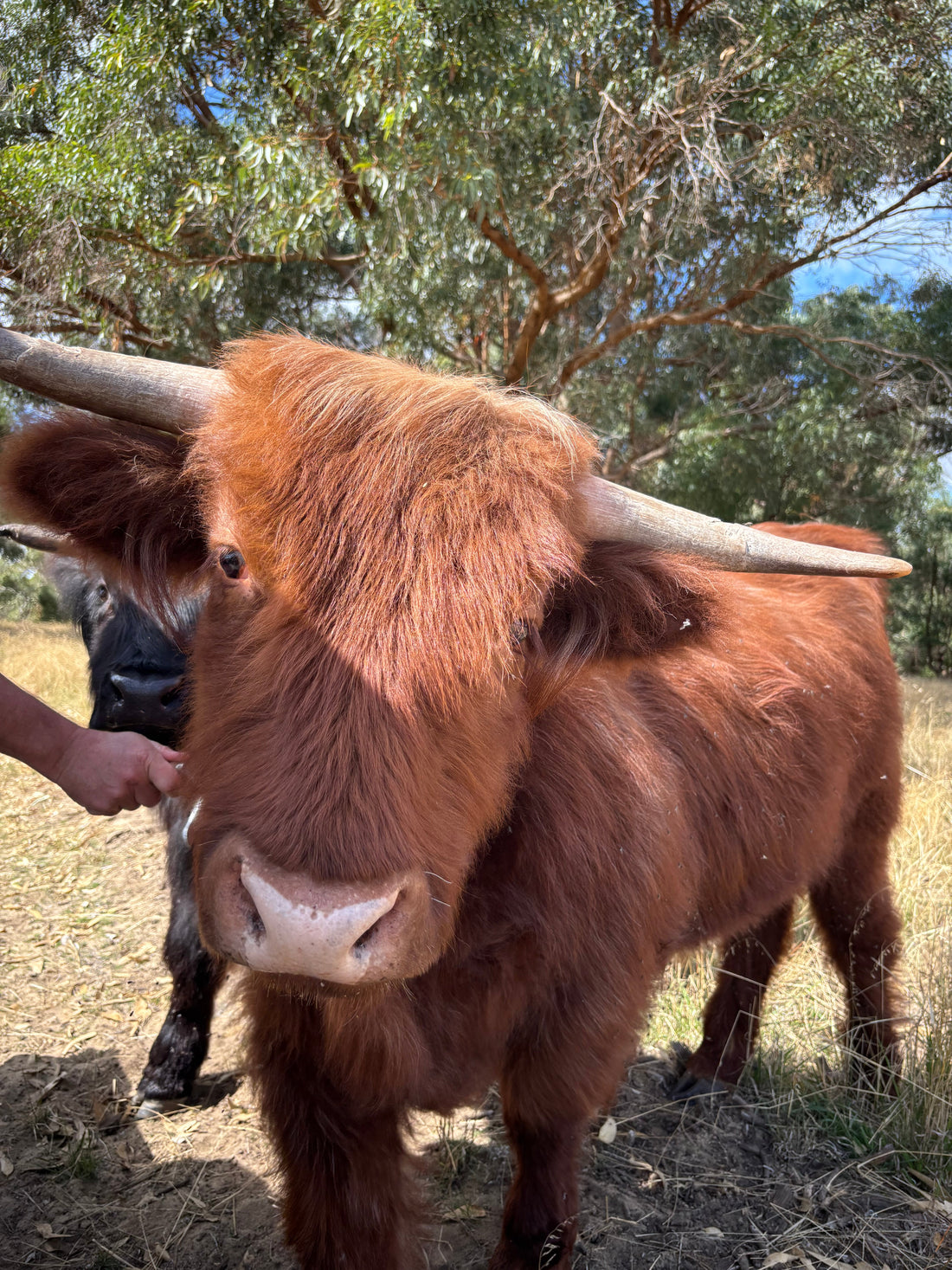 Highland Cow Yoga - Perth's Newest Wellness Trend!