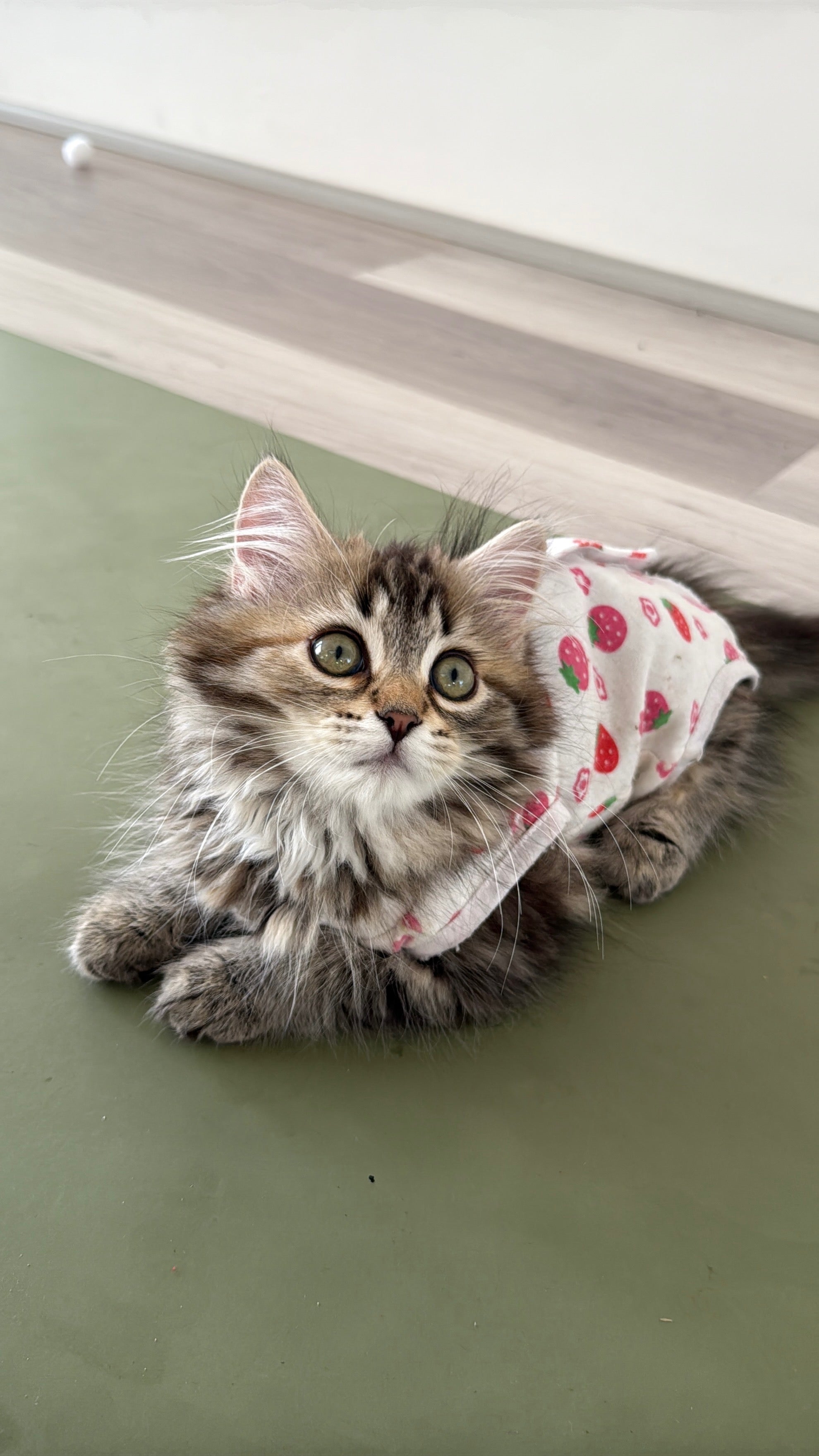 Little Paws Yoga