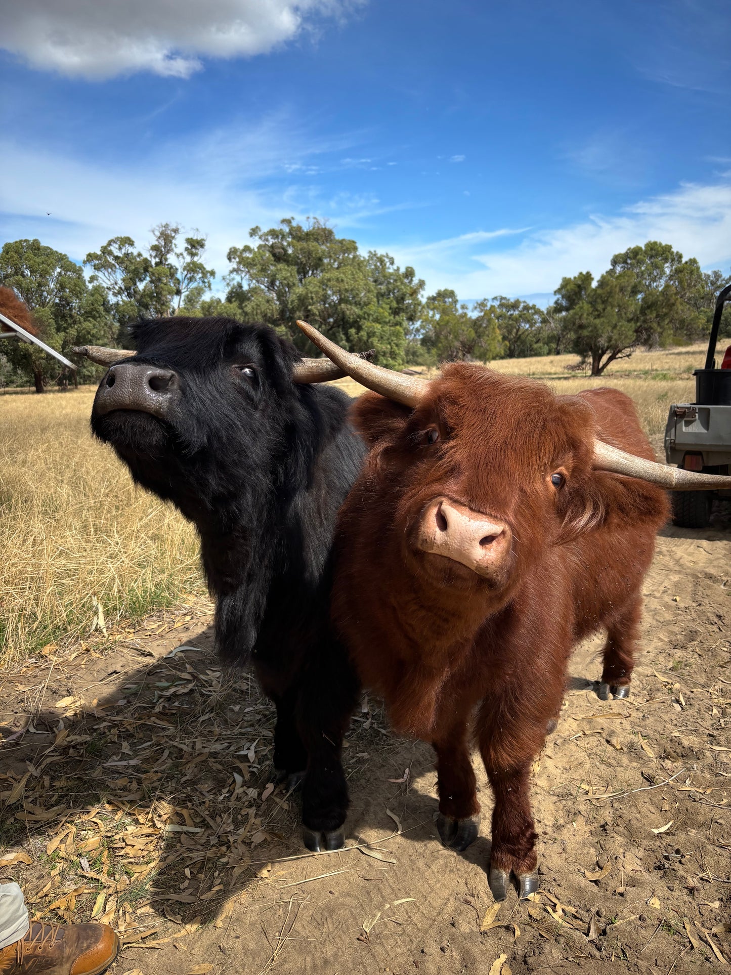 Highland Cow Classes