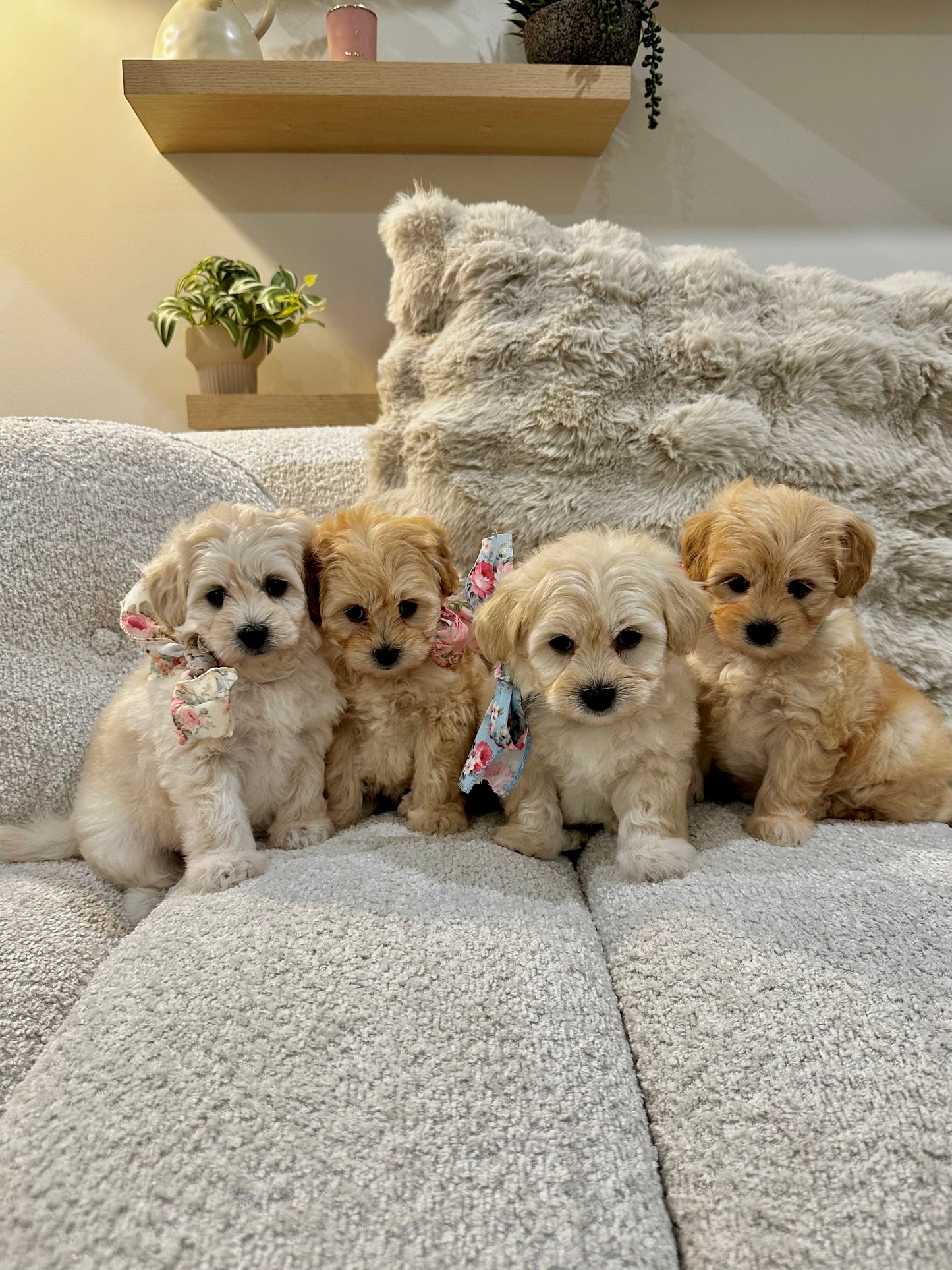 Cavoodle & Shmoodle Classes