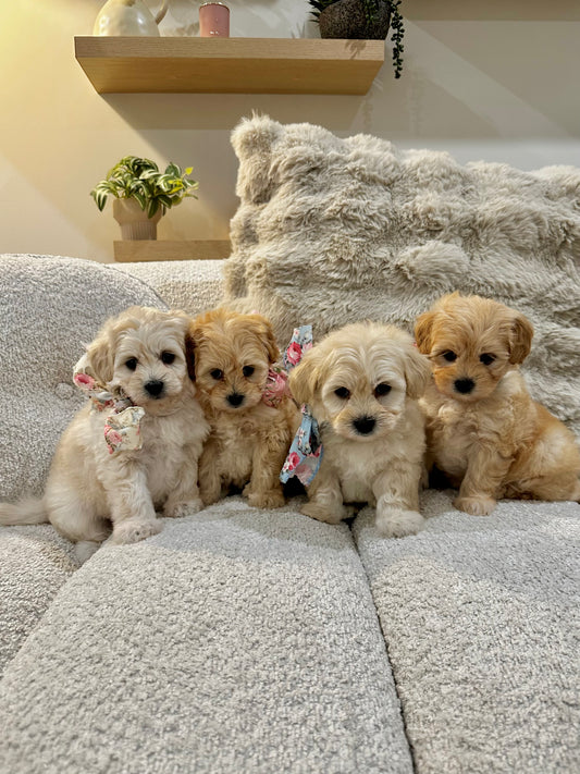 Cavoodle & Shmoodle Classes