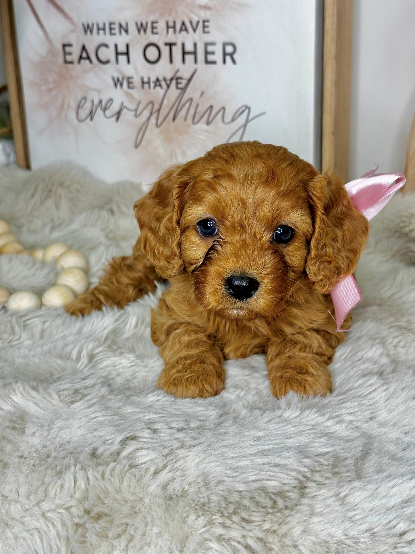 Toy Cavoodle Classes