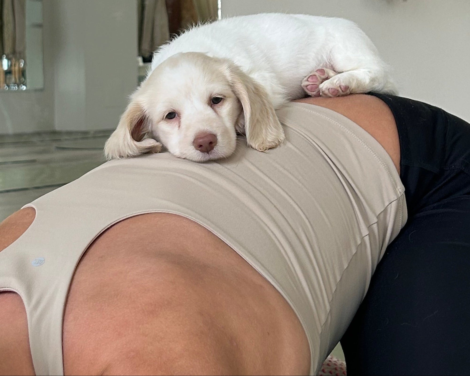 Person holding a small dog on their shoulder with decorative curtains in the background