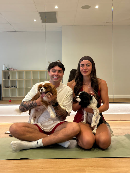 Cavalier Classes (Adult Dogs)