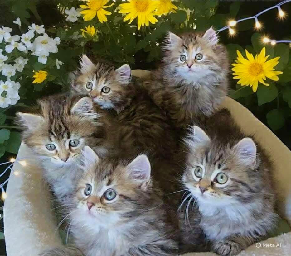 Siberian Kitten Classes