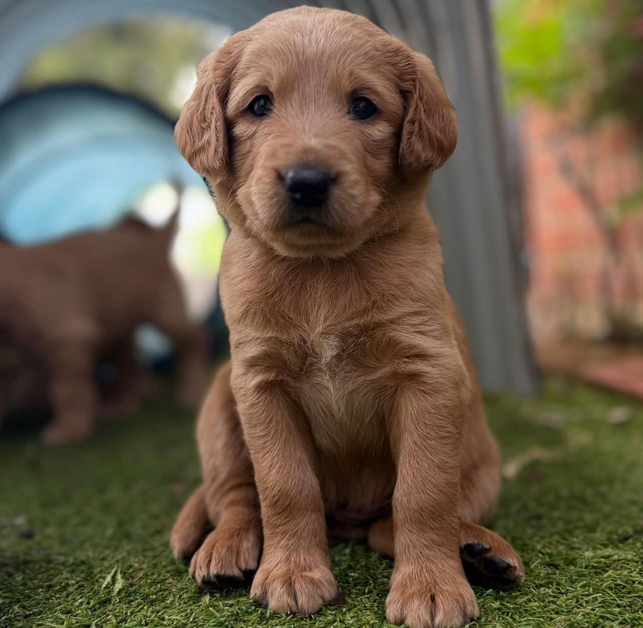 Bunbury Labradoodle Classes