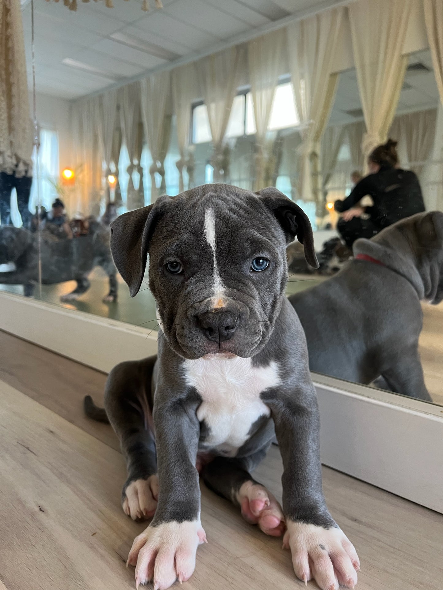 American Bully Classes