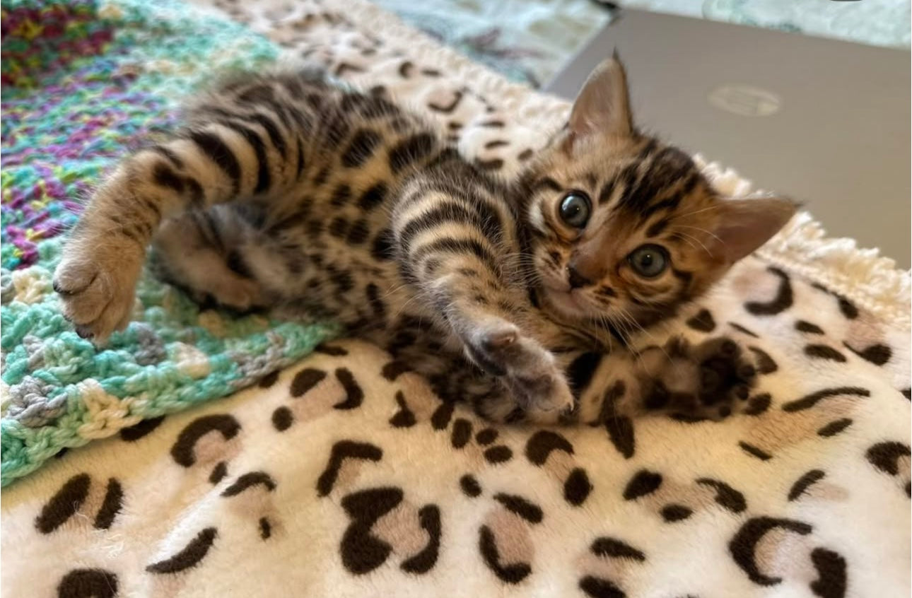 Bengal Kitten Classes