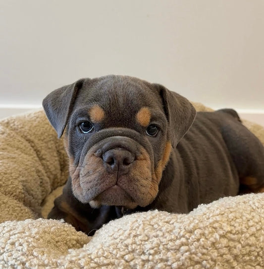 British Bulldog puppies at a Little Paws Yoga puppy yoga class in Bayswater, Perth