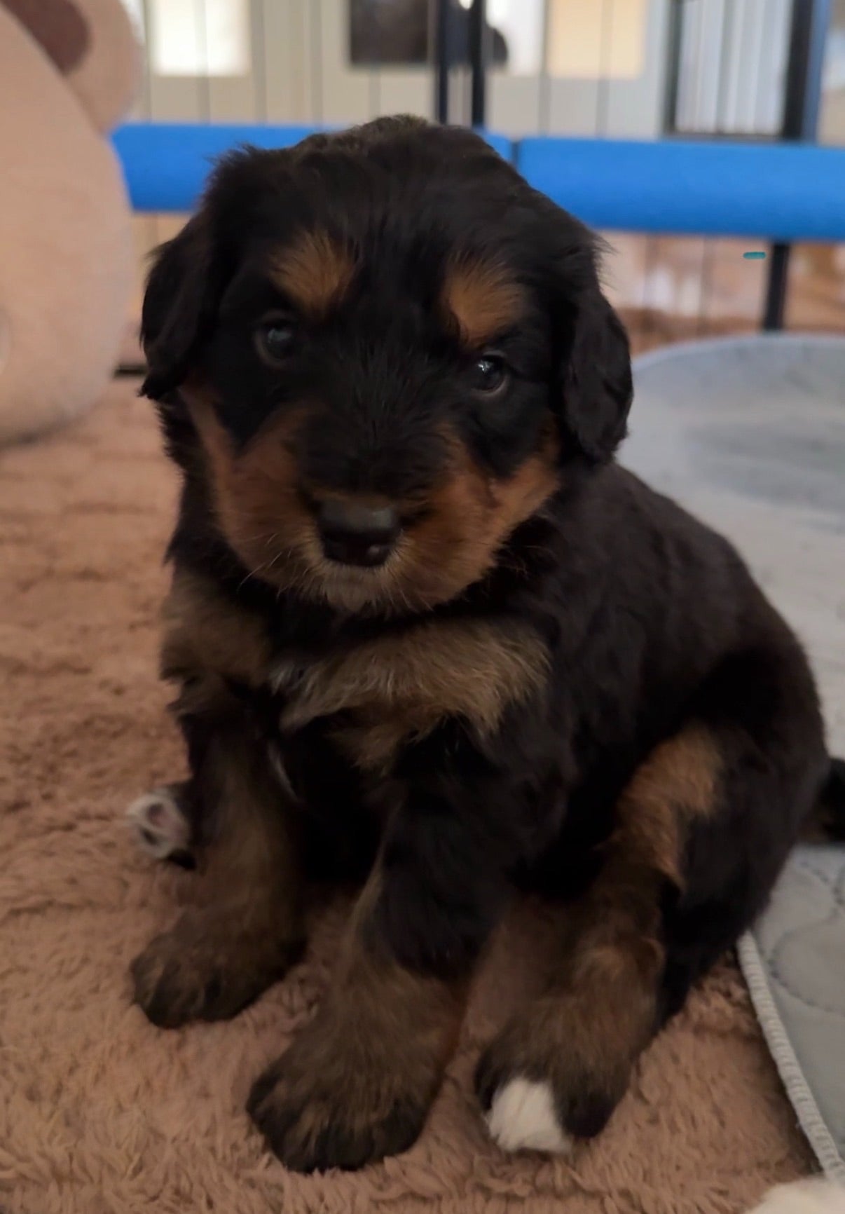 Bernedoodle Classes (Father’s Day)