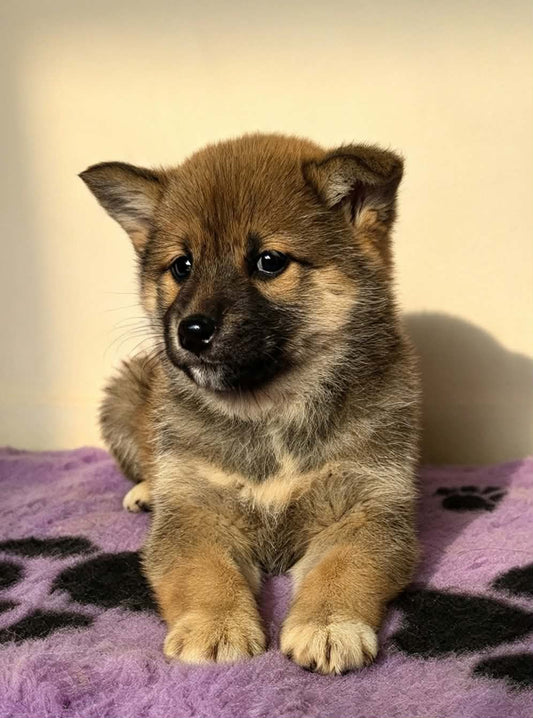 Shiba Inu Classes