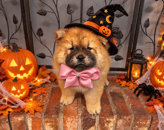 Chow Chow Halloween Cinema