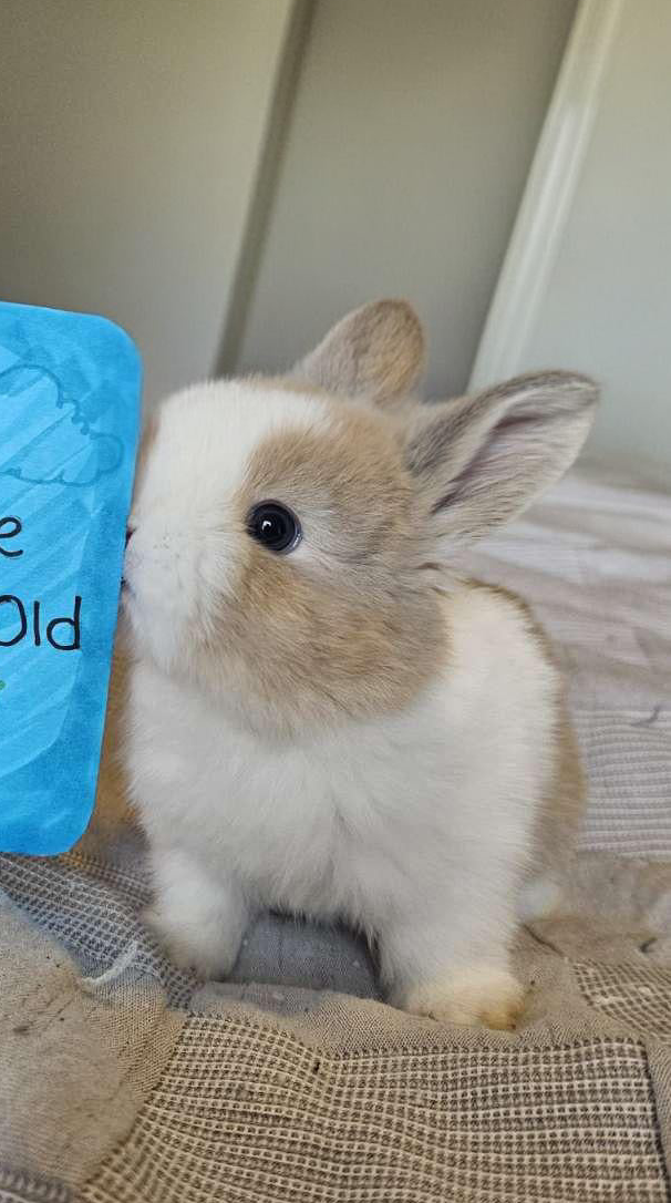 Bunny Classes