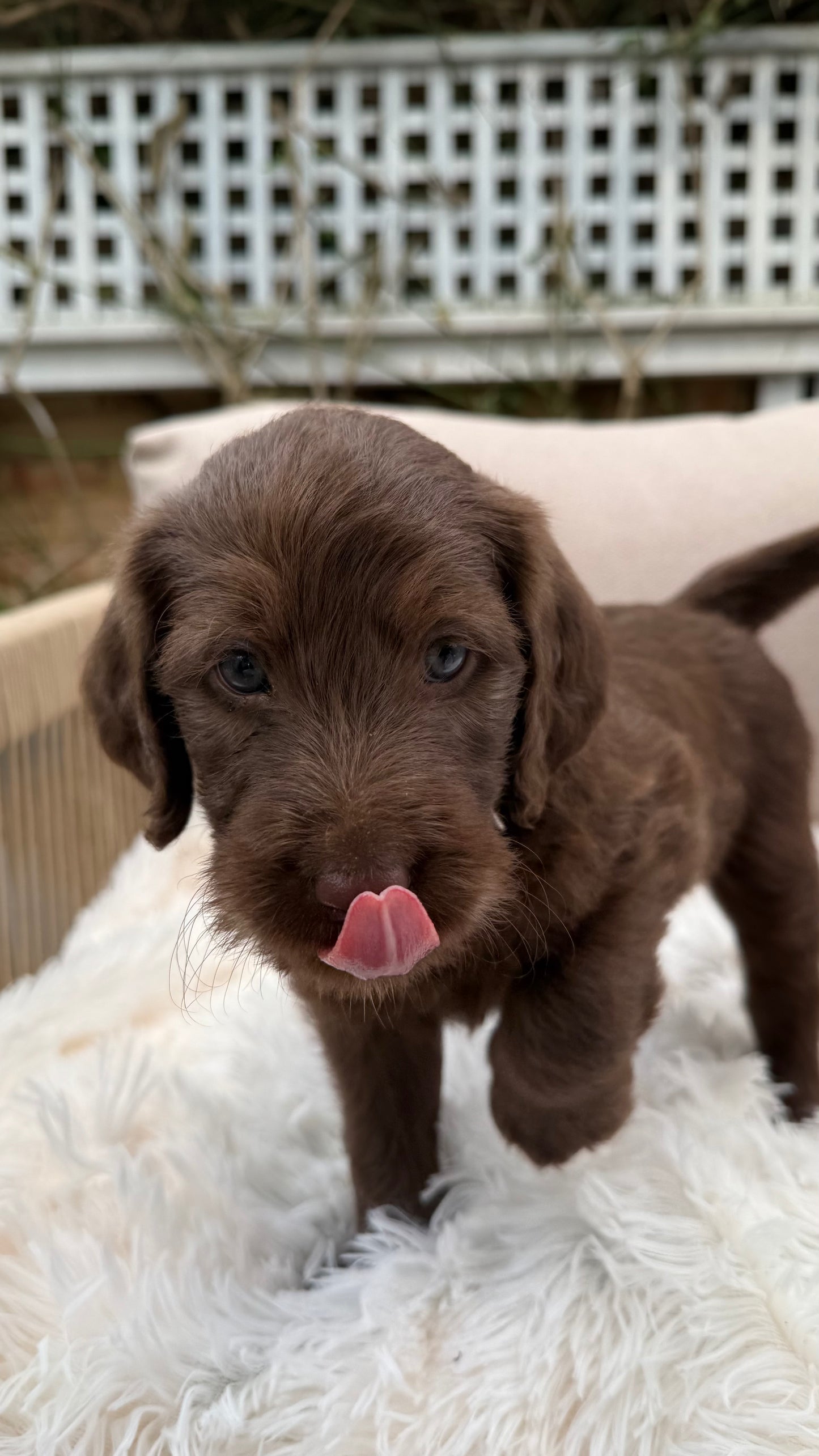 Labradoodle Classes