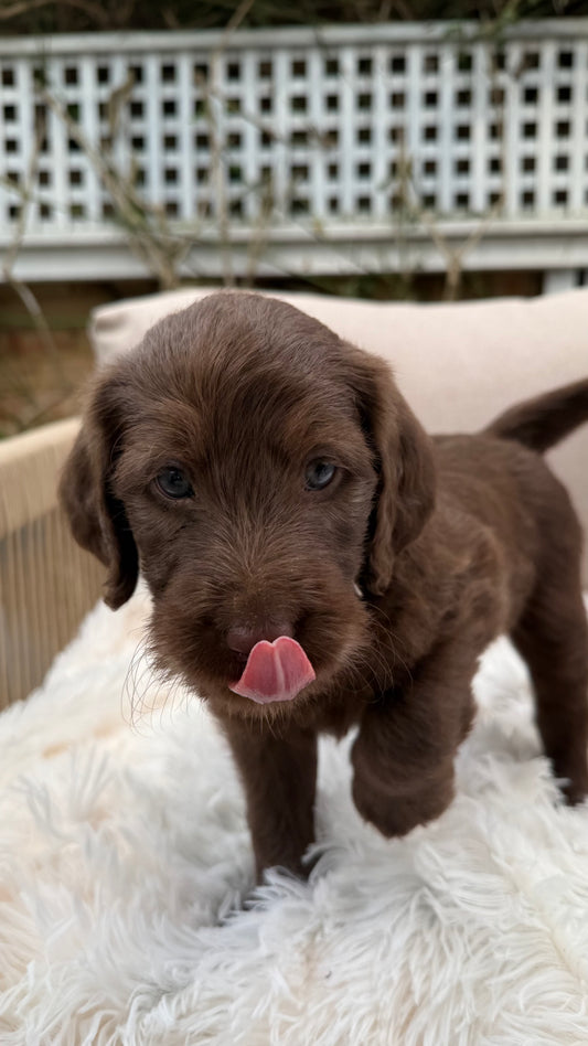 Labradoodle Classes