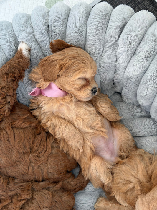 Malshipoo Classes