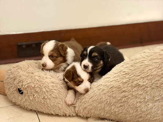 Australian Shepherd Classes